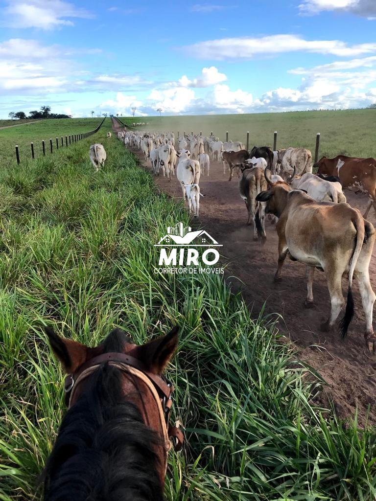 Imagem 2 de Fazenda de Dupla Aptidão à Venda em Rondônia, RO!